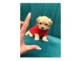 POODLE AYARINDA MALTİPO - 4