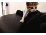 ACİL!!! Nazlı Kedi Yuva Arıyor - 3
