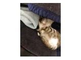 ACİL!!! Nazlı Kedi Yuva Arıyor - 2
