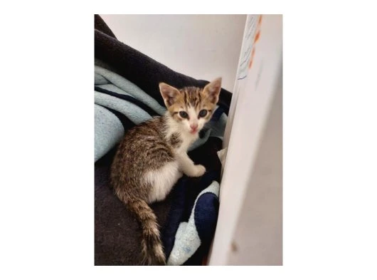 ACİL!!! Nazlı Kedi Yuva Arıyor