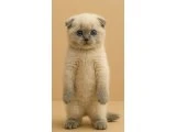 2 AYLIK TATLIŞ YAVRUMUZ - Scottish Fold - Bursa