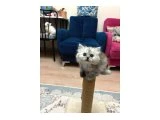 British longhair ve shorthair yavruları acil hesaplı verilecektir. - 2