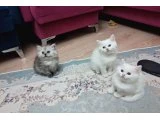 British longhair ve shorthair yavruları acil hesaplı verilecektir. - British Shorthair - Ankara