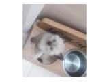 Blue point bebekler - British Shorthair