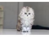 Full Şecereli Babadan Teslime Hazır DİŞİ LONGHAİR - British Longhair