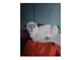 Kedi sahiplendirme - 3