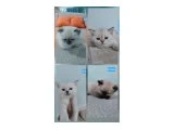 Kedi sahiplendirme - British Shorthair
