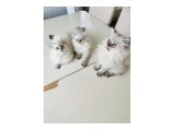 İki aylık yavru kediler - British Longhair
