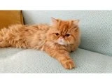 eş arıyorum - Evcil Hayvan Eş Bulma