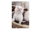 Değerini bilenlere - British Shorthair