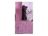 Üst kalite ballı lokumlarım - British Shorthair