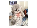 Minik mira yeni ailesini bekliyor 2.5 aylık British Longhair yavru kedi mama ve tuvalet eğitimi  var - 3