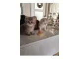 Minik mira yeni ailesini bekliyor 2.5 aylık British Longhair yavru kedi mama ve tuvalet eğitimi var
