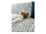 Minik mira yeni ailesini bekliyor 2.5 aylık British Longhair yavru kedi mama ve tuvalet eğitimi  var - 2