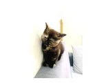 British Shorthair Dişi Black Tortie - 2