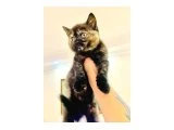 British Shorthair Dişi Black Tortie