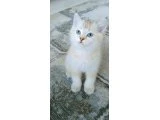 tatlı afacanlar - British Shorthair