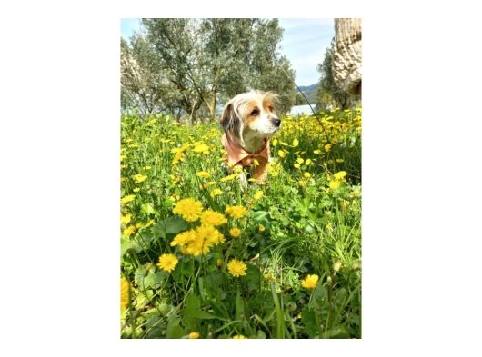 1 Buçuk yasinda disi yavru köpek 