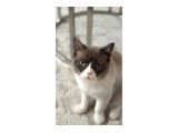 Yogi - British Shorthair - Ankara