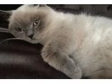 Kedi sahiplendirme - British Shorthair
