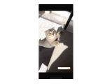4 aylık scottish fold dişi