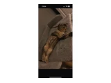 4 aylık scottish fold dişi - 2