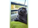 Güzel kızımızı sahiplendiriyoruz - Scottish Fold - Ankara