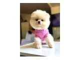 Güleryüzlü orjinal aşılı pomerian yavru - Köpek