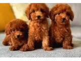 Korean 1 kg olacak ev ortamı doğumlu maltipo - Maltipoo