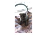 yavrularımızı sahiplendiriyoruz - Scottish Fold