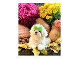 Micro boy maltes bebekler ev ortamı (uygun) - Köpek