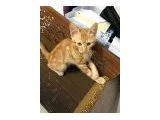 SAHİPLENDİRİLİYOR: LOKİ - 1