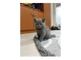 2 aylık, sağlıklı ve oyuncu British Shorthair yavrularımız yeni yuvalarını arıyor! - 3