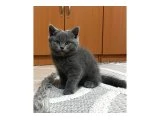 2 aylık, sağlıklı ve oyuncu British Shorthair yavrularımız yeni yuvalarını arıyor! - 2