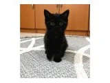 2 aylık, sağlıklı ve oyuncu British Shorthair yavrularımız yeni yuvalarını arıyor!