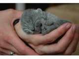 Safkan british yavru Kediler - British Shorthair - Ankara