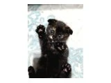 Scottish Fold - 2
