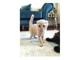 Scottish Fold - Ankara