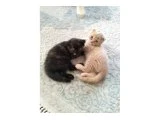 Scottish Fold - 3