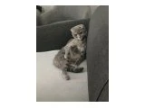 Scottish fold kedi - 2