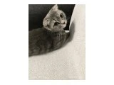 Scottish fold kedi