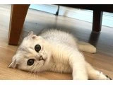 Secereli NS11 Scottish Fold - 2