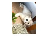Secereli NS11 Scottish Fold - 3