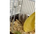 Gezmeyi seven erkek hamster - Kemirgen