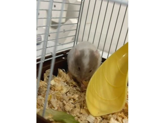 Gezmeyi seven erkek hamster