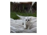 Secereli NS11 Scottish Fold - Ankara