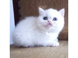 Safkan yavrularımız - British Shorthair - İzmir