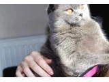 Secereli Dişi scottish fold kediler
