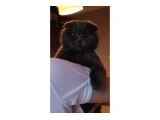 Secereli Dişi scottish fold kediler - 3