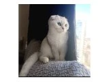 Secereli Dişi scottish fold kediler - 2